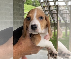 Beagle Puppy for sale in FAYETTEVILLE, WV, USA