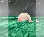 Small Photo #42 Boston Terrier Puppy For Sale in TULARE, CA, USA