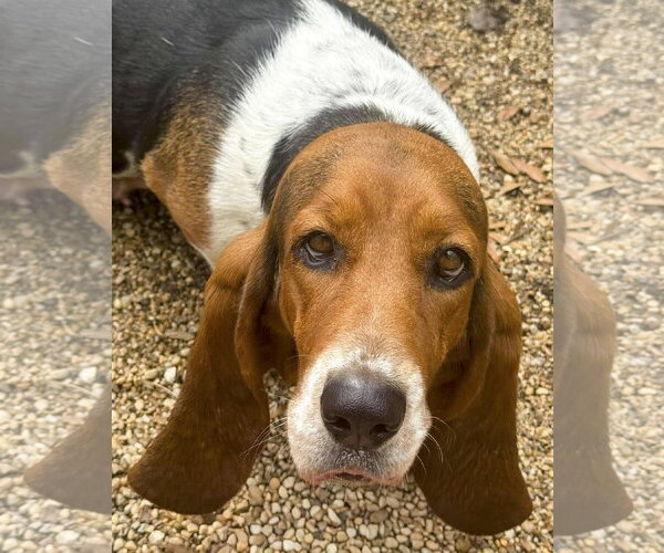 Medium Photo #4 Basset Hound Puppy For Sale in Deepwater, NJ, USA