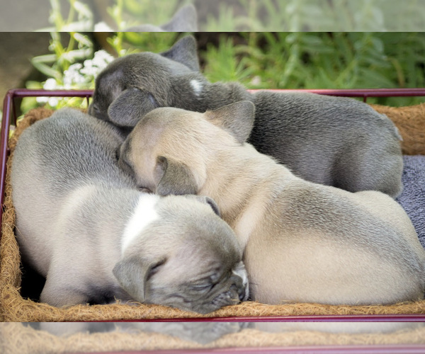 Medium Photo #5 French Bulldog Puppy For Sale in HUDSONVILLE, MI, USA
