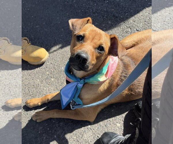 Medium Photo #5 Mountain Cur-Unknown Mix Puppy For Sale in Mount Laurel, NJ, USA