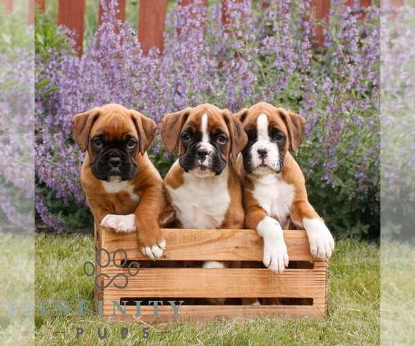Medium Photo #2 Boxer Puppy For Sale in NARVON, PA, USA