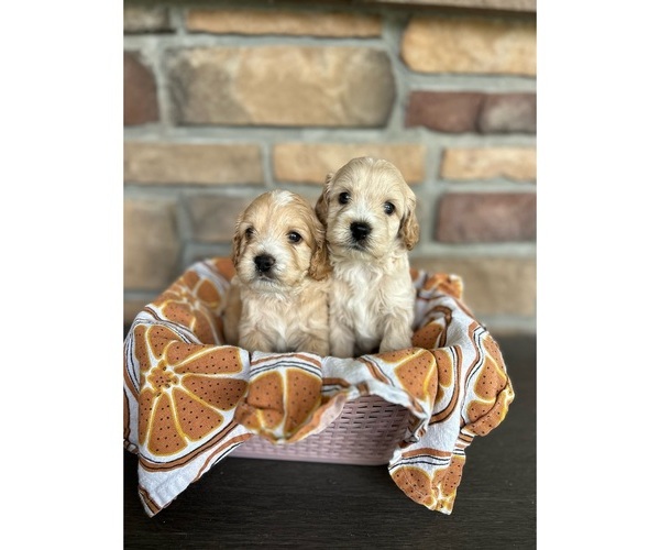Medium Photo #1 Cock-A-Poo Puppy For Sale in MORRIS, MN, USA
