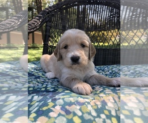 Goldendoodle Puppy for sale in N WILKESBORO, NC, USA