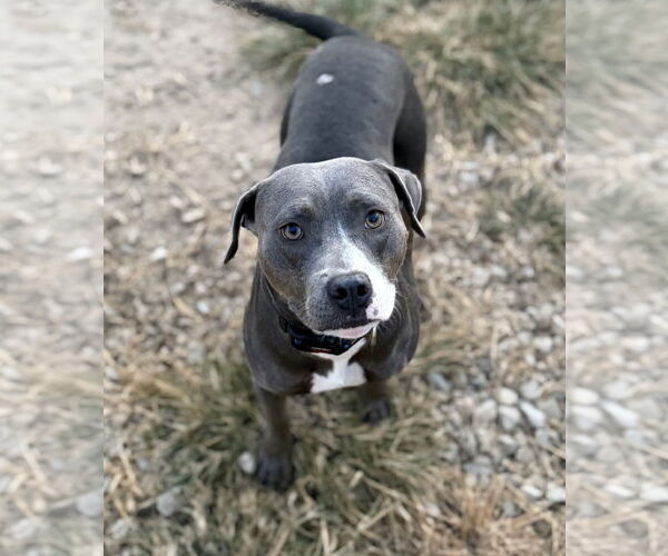 Medium Photo #4 American Pit Bull Terrier-Unknown Mix Puppy For Sale in Corning, AR, USA