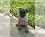 Small #5 American Pit Bull Terrier-Bulldog Mix