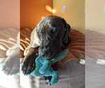 Small Photo #4 Dogo Argentino-Vizsla Mix Puppy For Sale in WILLAMINA, OR, USA