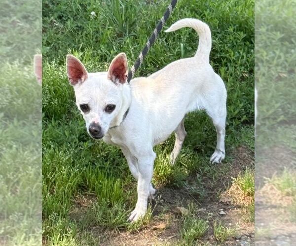 Medium Photo #1 Chihuahua-Unknown Mix Puppy For Sale in Staley, NC, USA