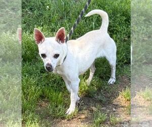 Chihuahua-Unknown Mix Dogs for adoption in Staley, NC, USA