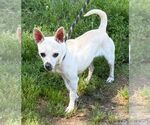 Small Chihuahua Mix