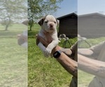 Puppy Puppy 3 Olde English Bulldogge