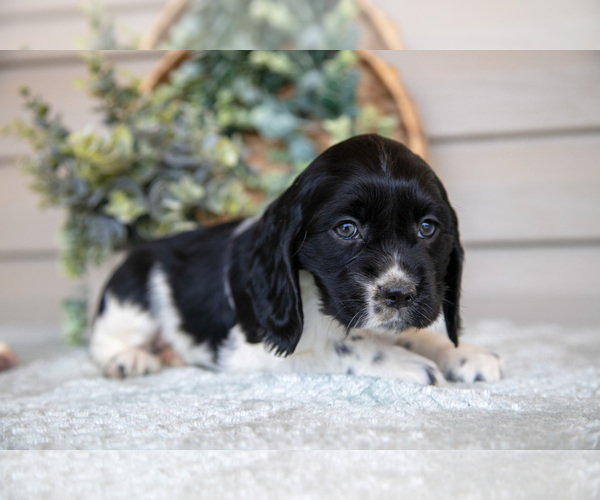 Medium Photo #2 Cocker Spaniel Puppy For Sale in SEAMAN, OH, USA