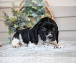Small Photo #2 Cocker Spaniel Puppy For Sale in SEAMAN, OH, USA