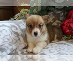 Small Photo #9 Pembroke Welsh Corgi Puppy For Sale in SHILOH, OH, USA