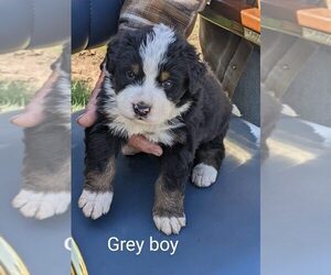 Bernese Mountain Dog Puppy for sale in MONTROSE, CO, USA