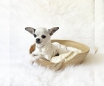 Small #4 Chihuahua
