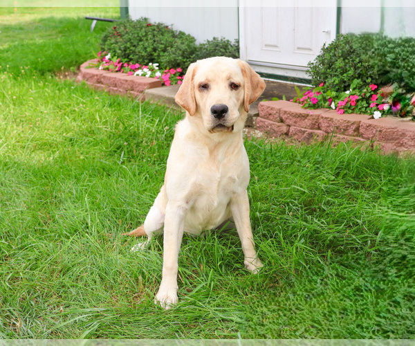 Medium Photo #7 Labrador Retriever Puppy For Sale in SYRACUSE, IN, USA
