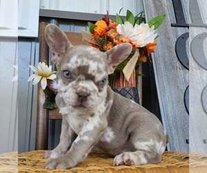 French Bulldog Puppy for sale in INDIANAPOLIS, IN, USA