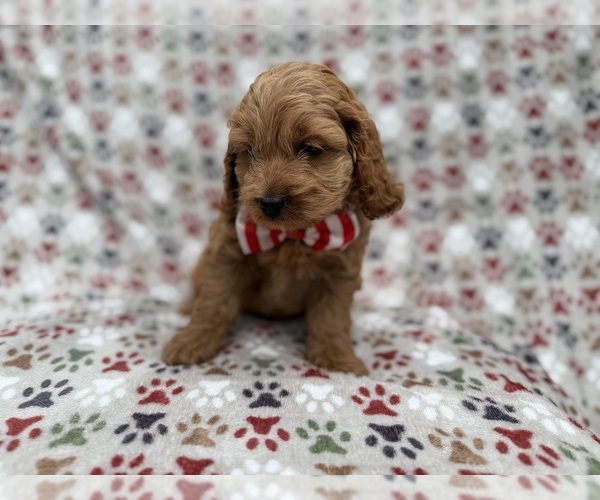 Medium Photo #6 Cock-A-Poo Puppy For Sale in LAKELAND, FL, USA
