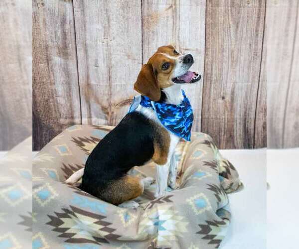 Medium Photo #6 Beagle Puppy For Sale in Kennesaw, GA, USA