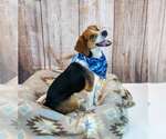 Small #5 Beagle