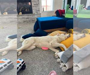 Ghost - Male Great Pyrenees Dog for Adoption - Photo #4