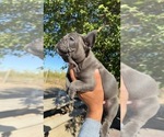 Puppy Blues clues French Bulldog