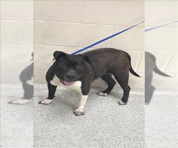 Medium Photo #1 Mutt Puppy For Sale in Conroe, TX, USA