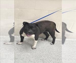 Mutt Dogs for adoption in Conroe, TX, USA