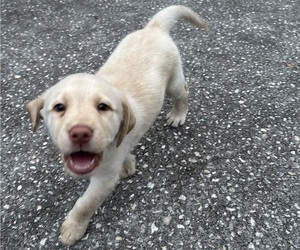 Labrador Retriever Puppy for sale in DADE CITY, FL, USA