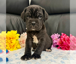 Small #3 Neapolitan Mastiff