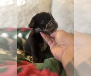 Medium French Bulldog