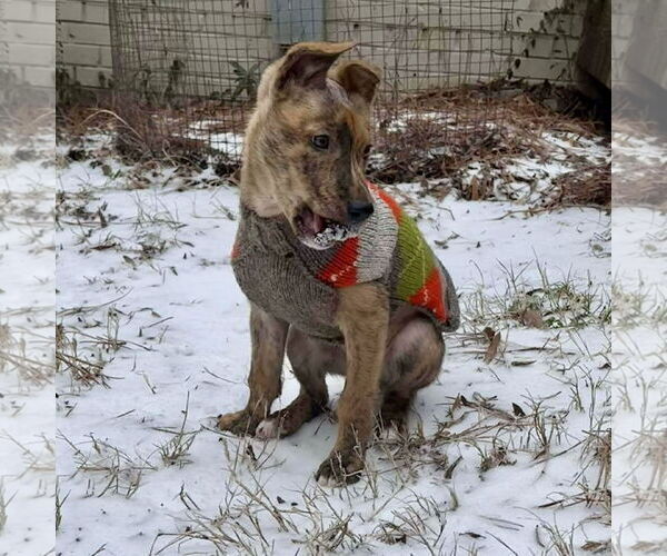 Medium Photo #7 German Shepherd Dog-Unknown Mix Puppy For Sale in Spring Lake, NC, USA