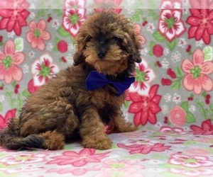 Cavapoo Puppy for sale in LANCASTER, PA, USA