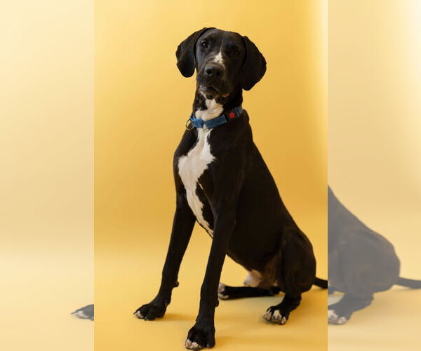 Medium Photo #4 Great Dane Puppy For Sale in Buffalo, MN, USA