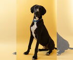 Small #3 Great Dane