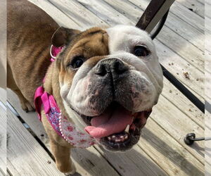 Bulldog Dogs for adoption in Wheaton, IL, USA