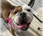 Small Photo #4  Puppy For Sale in , 