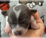 Small Photo #3 Rat Terrier Puppy For Sale in WHITAKERS, NC, USA