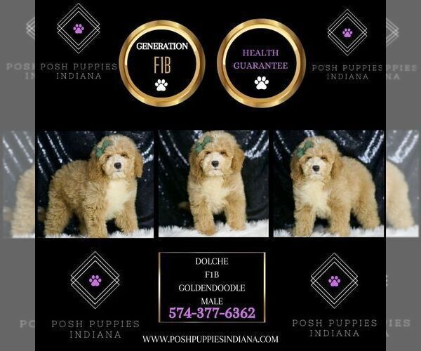 Medium Photo #5 Goldendoodle (Miniature) Puppy For Sale in WARSAW, IN, USA