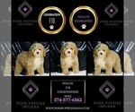 Small #4 Goldendoodle (Miniature)