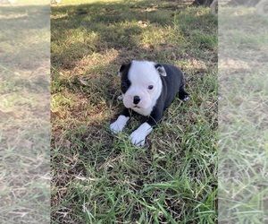 Boston Terrier Puppy for sale in FREDONIA, KS, USA