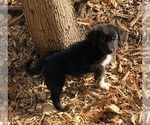 Small #3 F2 Aussiedoodle
