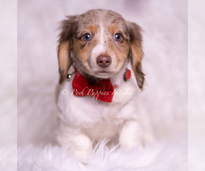 Medium Dachshund