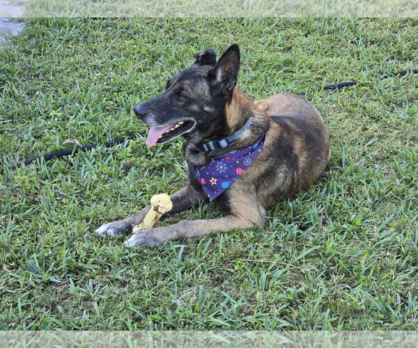 Medium Photo #4 German Shepherd Dog-Unknown Mix Puppy For Sale in Plantation, FL, USA
