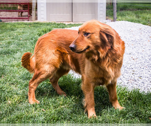 Father of the Golden Retriever puppies born on 06/08/2026