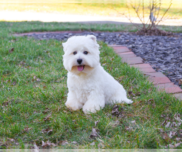 Medium Photo #4 West Highland White Terrier Puppy For Sale in SYRACUSE, IN, USA