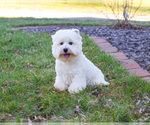 Small Photo #4 West Highland White Terrier Puppy For Sale in SYRACUSE, IN, USA