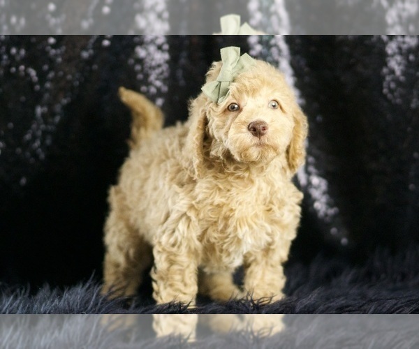 Medium Photo #78 Goldendoodle (Miniature) Puppy For Sale in WARSAW, IN, USA