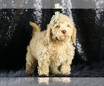 Small Photo #78 Goldendoodle (Miniature) Puppy For Sale in WARSAW, IN, USA